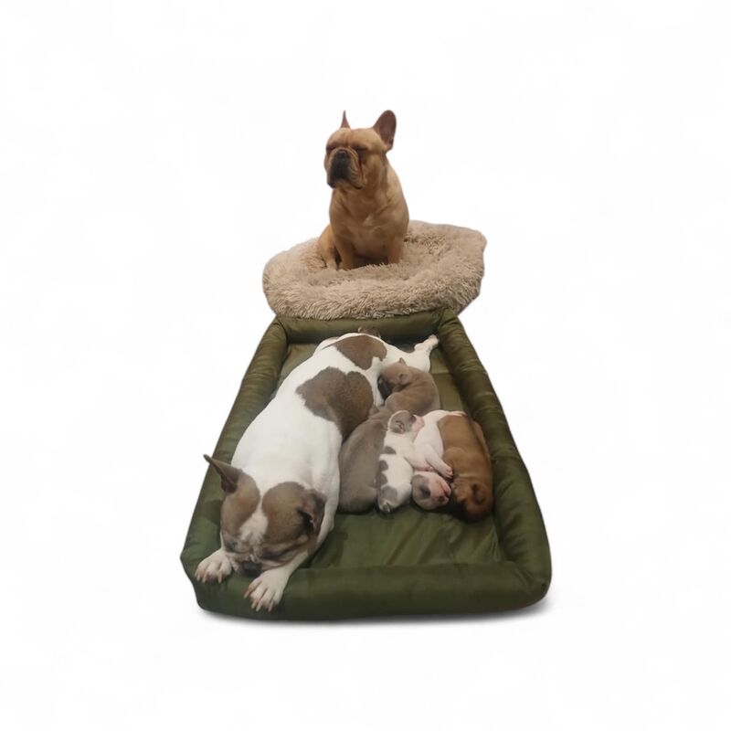 Kennel Club Registered French Bulldog Puppies For Sale