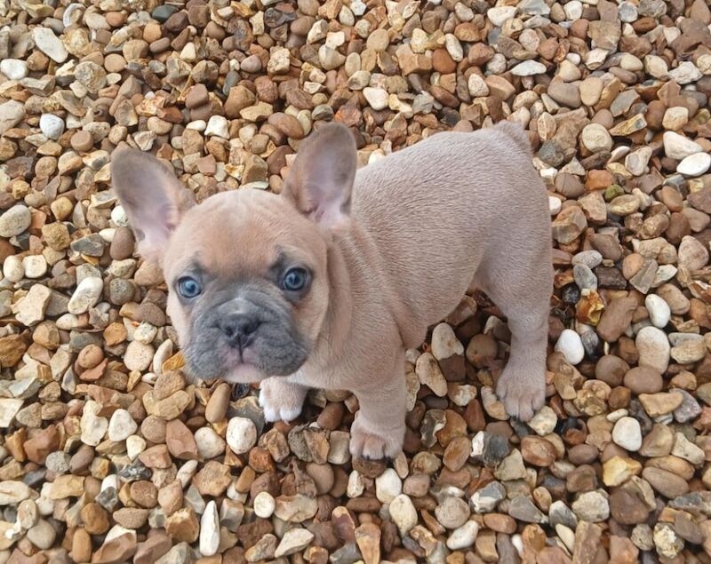 Stunning French Bulldog puppies for sale £1800 - Image 2 of 10