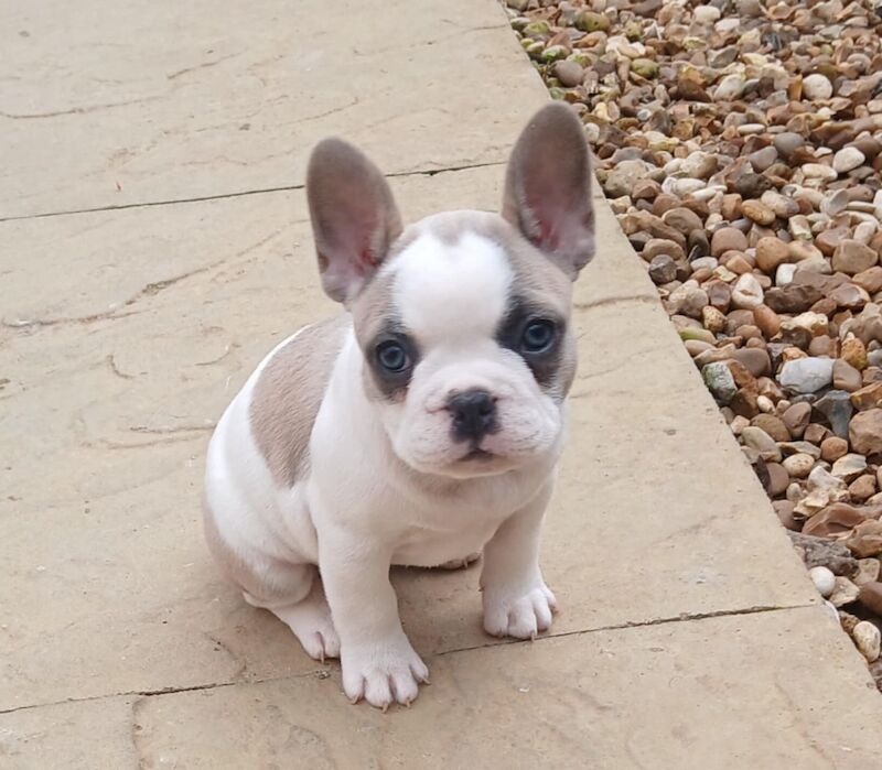 Stunning French Bulldog puppies for sale £1800 - Image 5 of 10