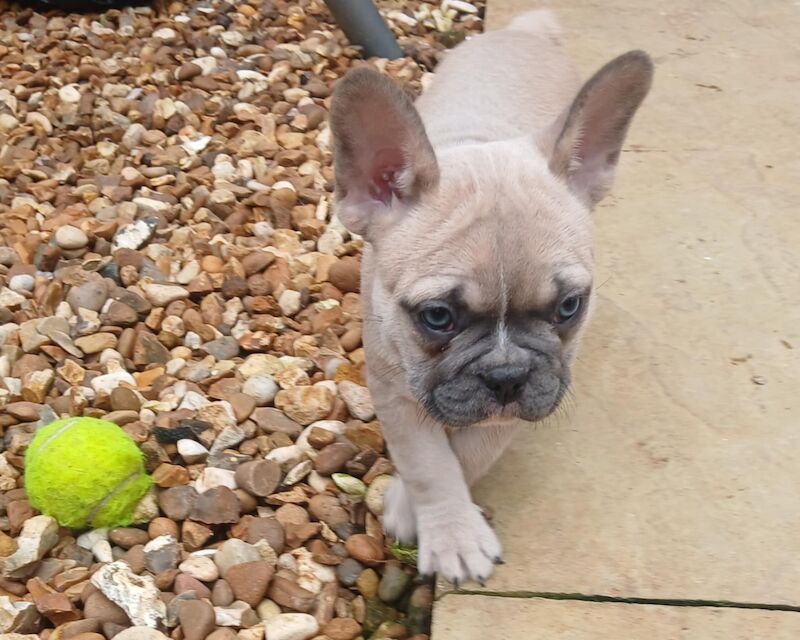 Kennel Club Registered French Bulldog Puppies For Sale