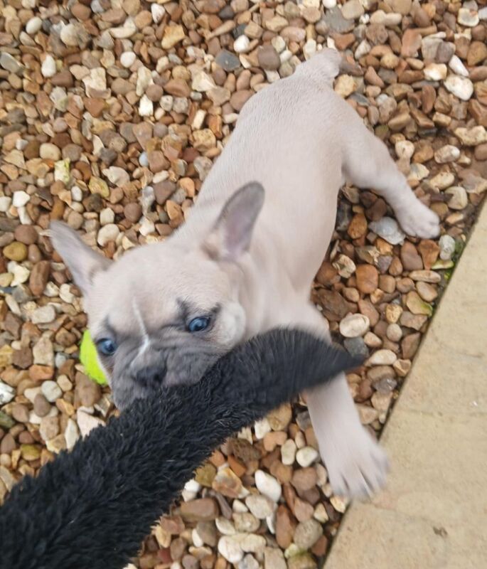 Stunning French Bulldog puppies for sale £1800 - Image 7 of 10