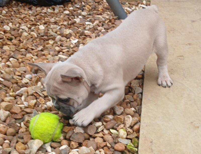 Stunning French Bulldog puppies for sale £1800 - Image 8 of 10
