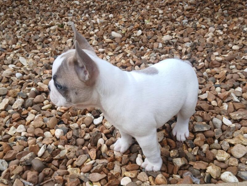 Stunning French Bulldog puppies for sale £1800 - Image 9 of 10