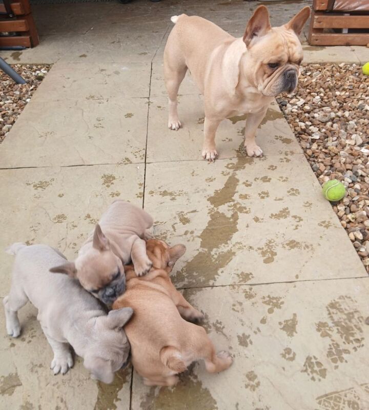 Stunning French Bulldog puppies for sale £1800 - Image 10 of 10