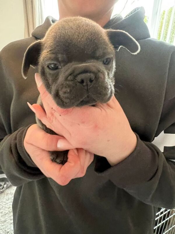 Blue French Bulldog Puppies For Sale
