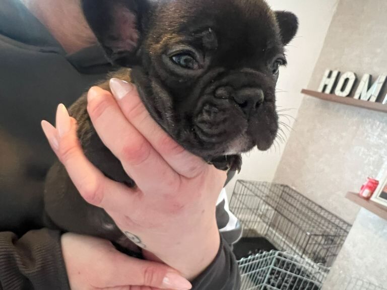 Stunning French Bulldog Puppies For Sale - Image 2 of 4