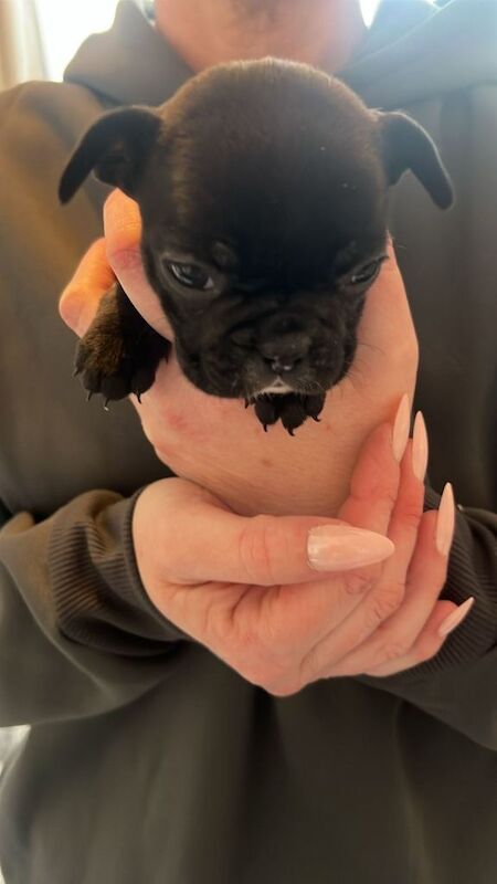 Stunning French Bulldog Puppies For Sale - Image 3 of 4