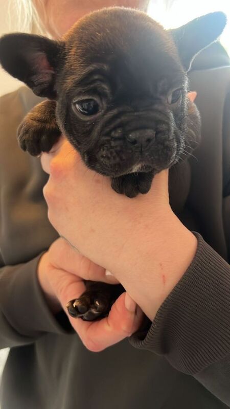 Stunning French Bulldog Puppies For Sale - Image 4 of 4