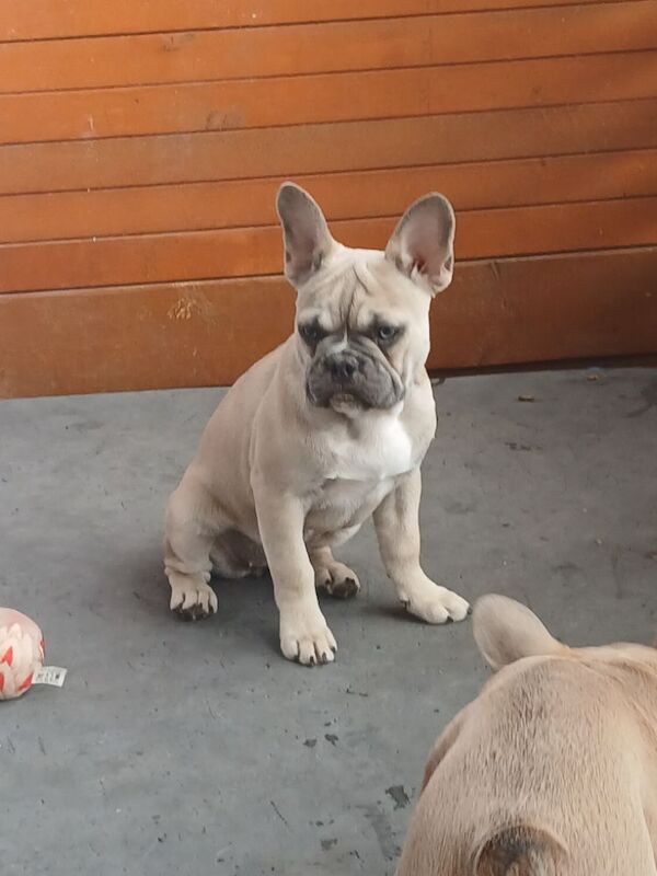 Stunning French Bulldog for sale - Image 3 of 7