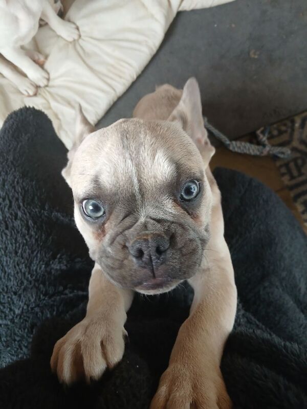 Stunning French Bulldog for sale - Image 4 of 7