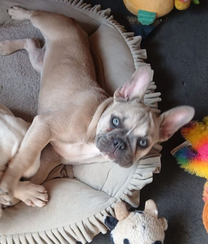Stunning French Bulldog for sale - Image 5 of 7