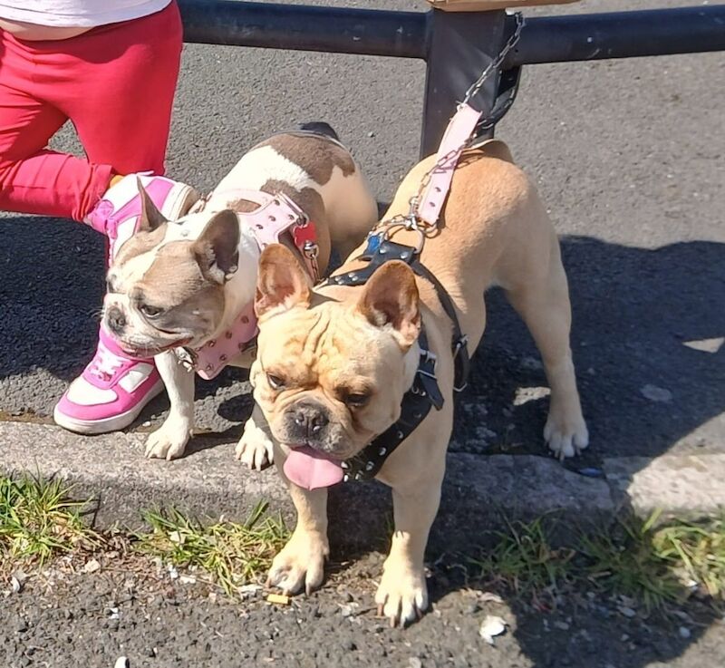Stunning French Bulldog for sale - Image 6 of 7