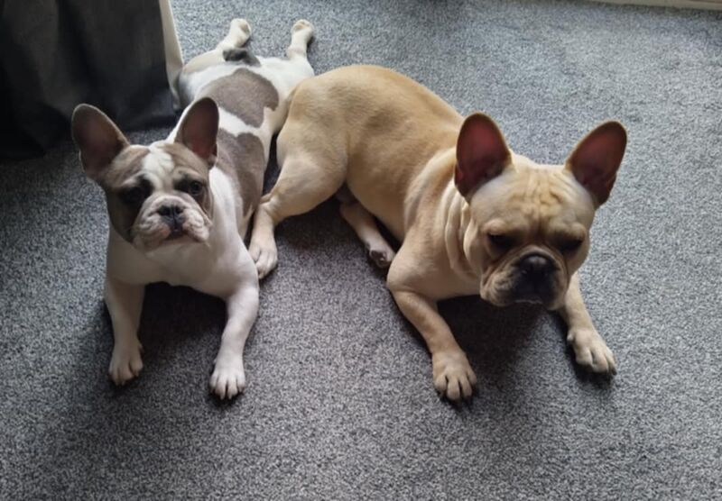 Stunning French Bulldog for sale - Image 7 of 7