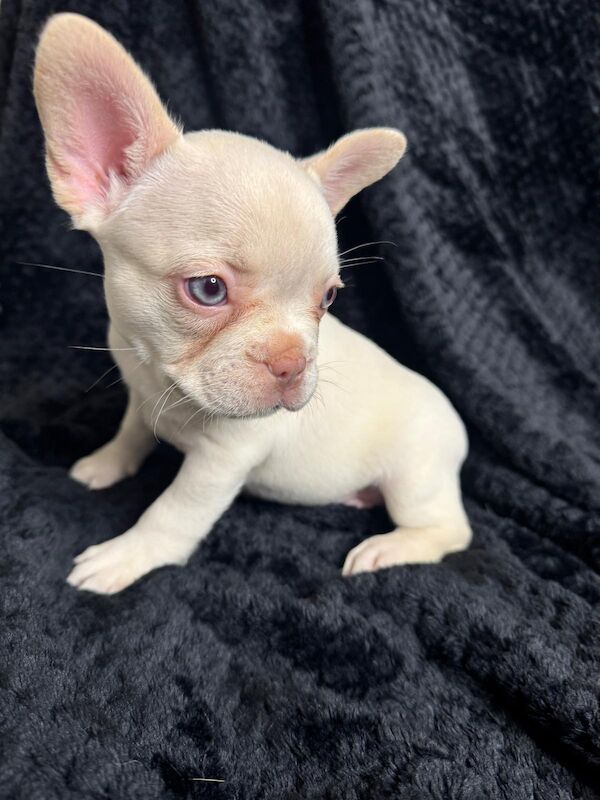 Stunning french bulldog puppies for sale