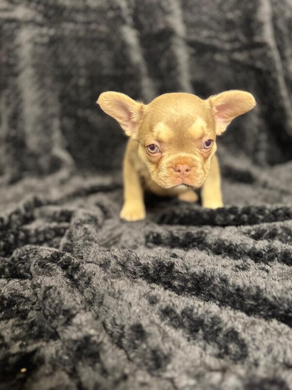 Stunning french bulldog puppies all carrying fluffy for sale - Image 2 of 13