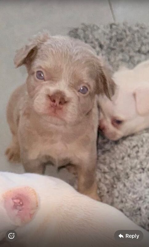 Stunning french bulldog puppies all carrying fluffy for sale - Image 3 of 13