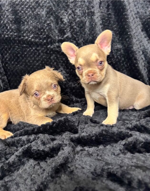 Stunning french bulldog puppies all carrying fluffy for sale - Image 4 of 13