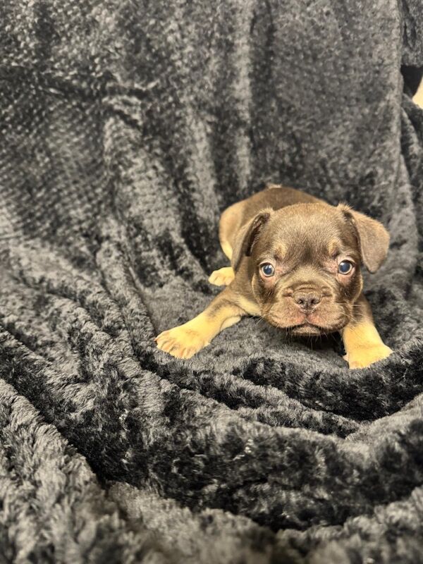 Stunning french bulldog puppies all carrying fluffy for sale - Image 5 of 13