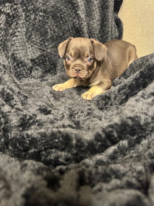 Stunning french bulldog puppies all carrying fluffy for sale - Image 6 of 13