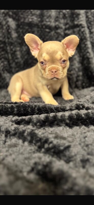 Stunning french bulldog puppies all carrying fluffy for sale - Image 7 of 13