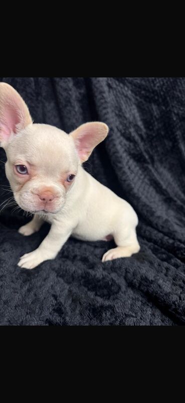 Stunning french bulldog puppies all carrying fluffy for sale - Image 8 of 13