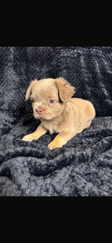 Stunning french bulldog puppies all carrying fluffy for sale - Image 9 of 13