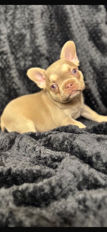 Stunning french bulldog puppies all carrying fluffy for sale - Image 10 of 13