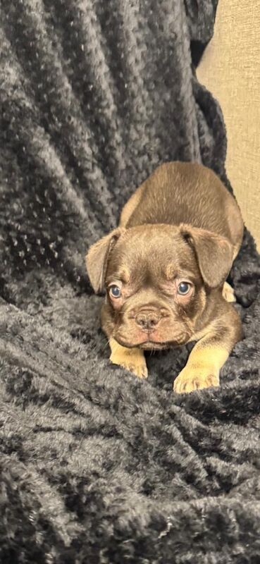 Stunning french bulldog puppies all carrying fluffy for sale - Image 11 of 13