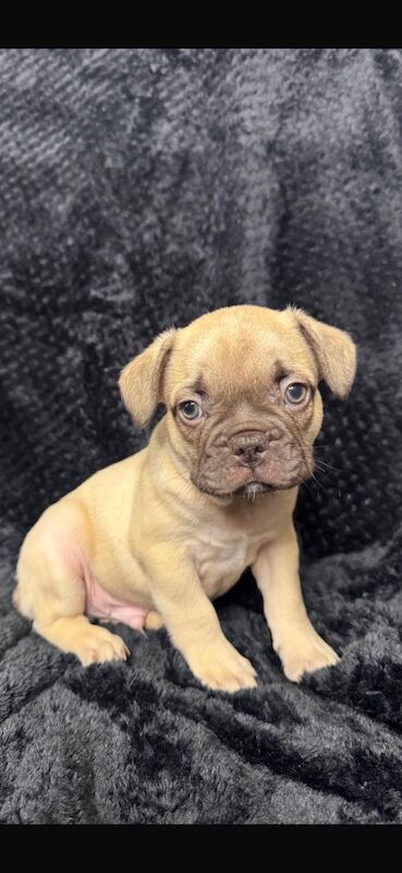 Stunning french bulldog puppies all carrying fluffy for sale - Image 12 of 13