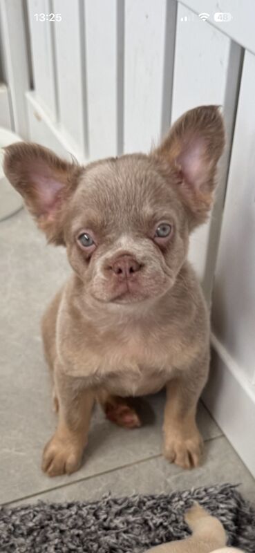 Stunning french bulldog puppies all carrying fluffy for sale - Image 13 of 13