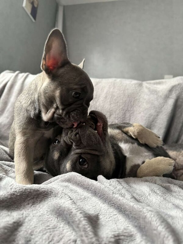 French Bulldog puppies for sale in Dudley, West Midlands – KC registered, 9 weeks old