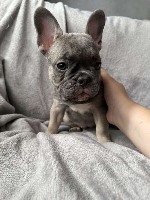 French Bulldog puppies for sale in Dudley, West Midlands – KC registered, 9 weeks old - Image 2 of 3