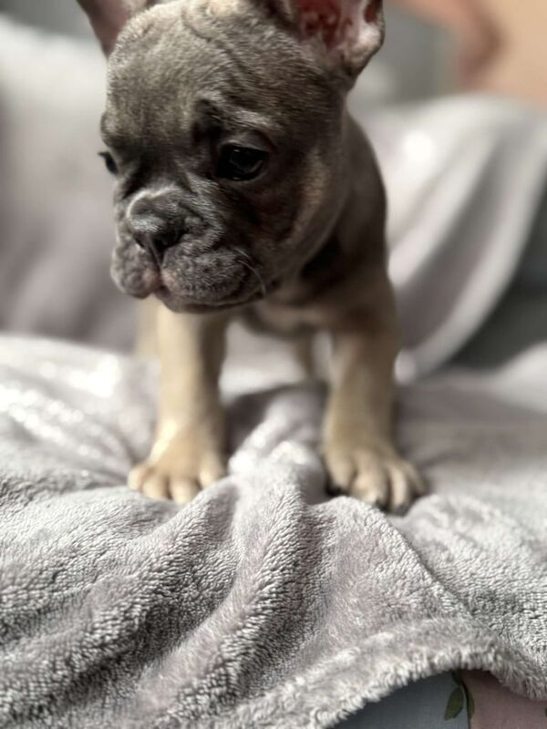 French Bulldog puppies for sale in Dudley, West Midlands – KC registered, 9 weeks old - Image 3 of 3