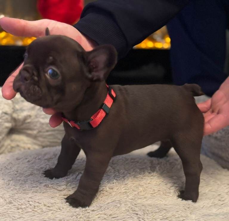 French Bulldog puppies for sale in Londonderry, County Londonderry – KC registered, 6 weeks old