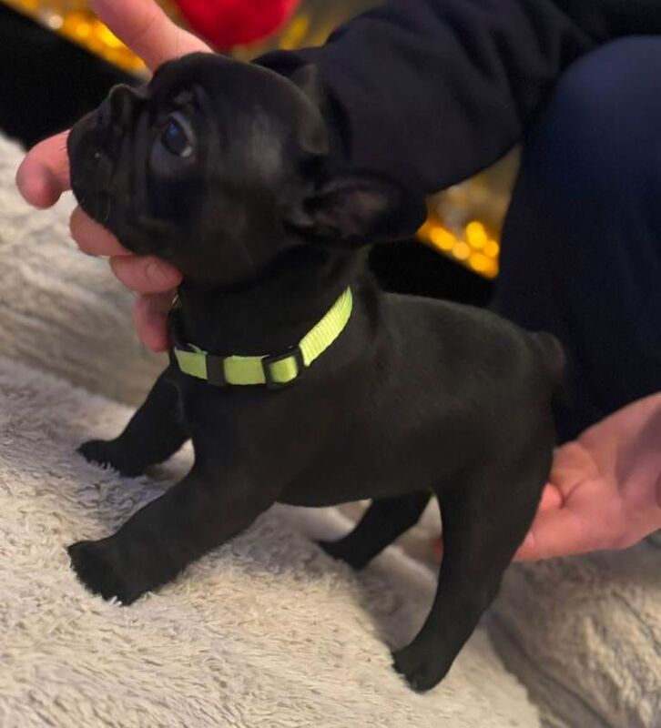 Stunning french bulldog pups new shade - Image 2 of 3