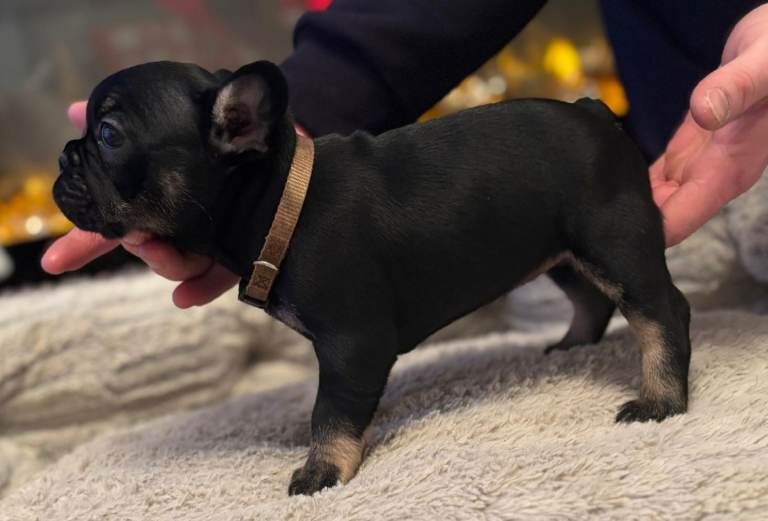 Stunning french bulldog pups new shade - Image 3 of 3