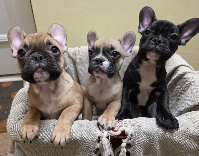 French Bulldog puppies for sale in Feltham, London – KC registered, 11 weeks old
