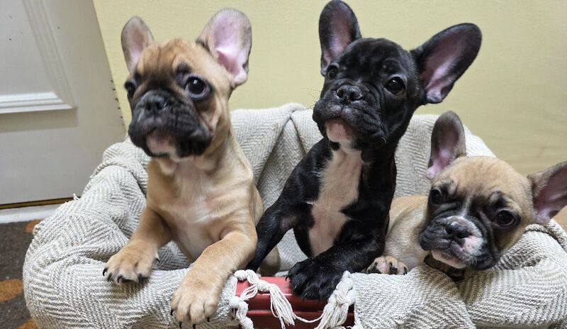 Stunning French bulldogs - Image 2 of 15