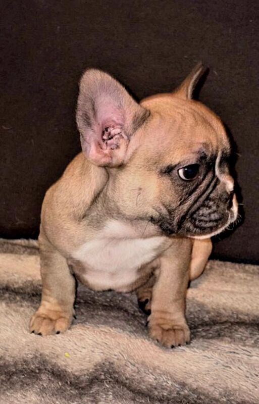Stunning French bulldogs - Image 3 of 15