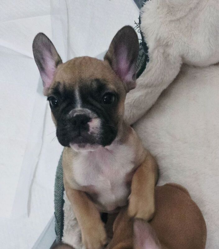 Stunning French bulldogs - Image 4 of 15