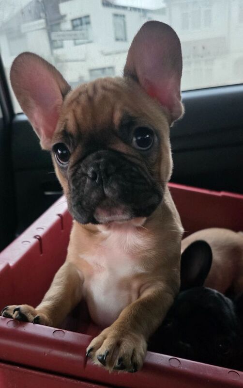 Stunning French bulldogs - Image 5 of 15
