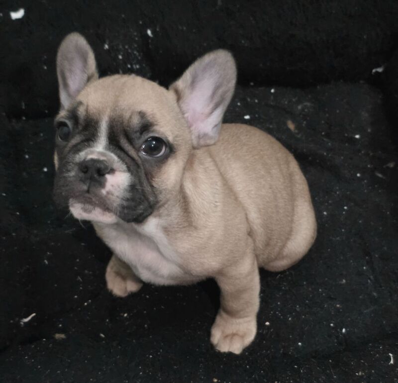 Stunning French bulldogs - Image 6 of 15
