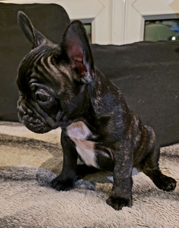 Stunning French bulldogs - Image 8 of 15
