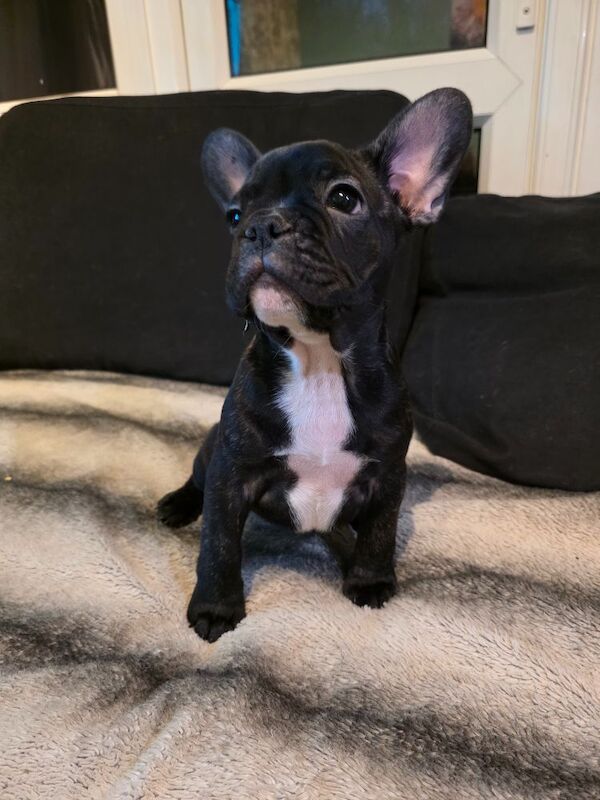 Stunning French bulldogs - Image 9 of 15