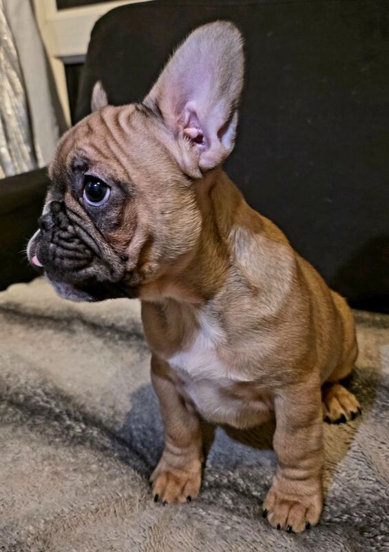 Stunning French bulldogs - Image 10 of 15