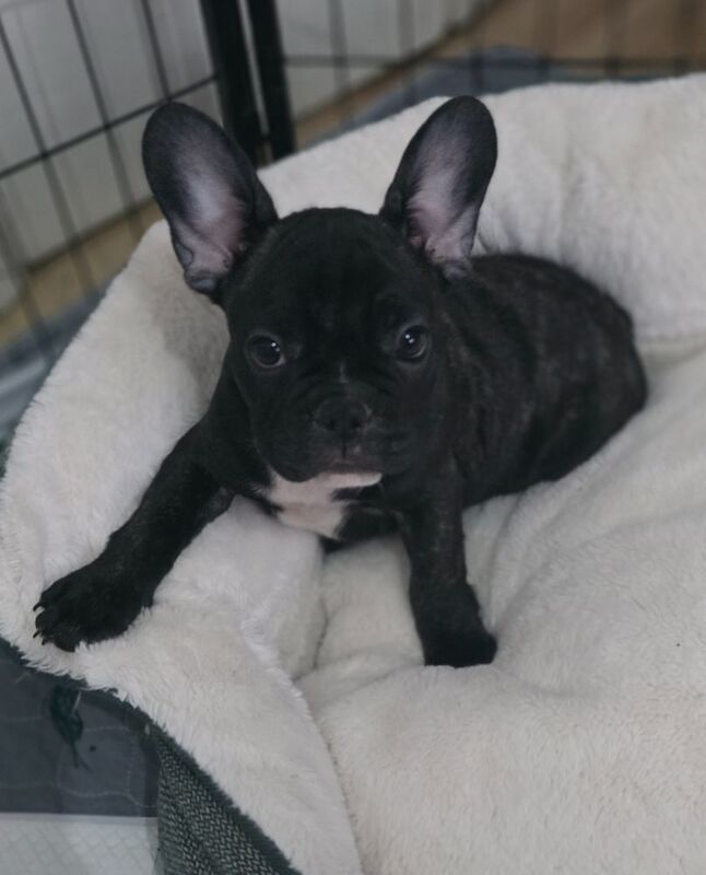 Stunning French bulldogs - Image 11 of 15