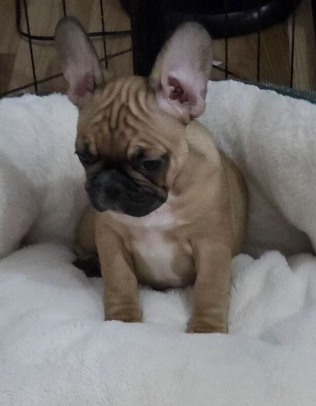 Stunning French bulldogs - Image 12 of 15