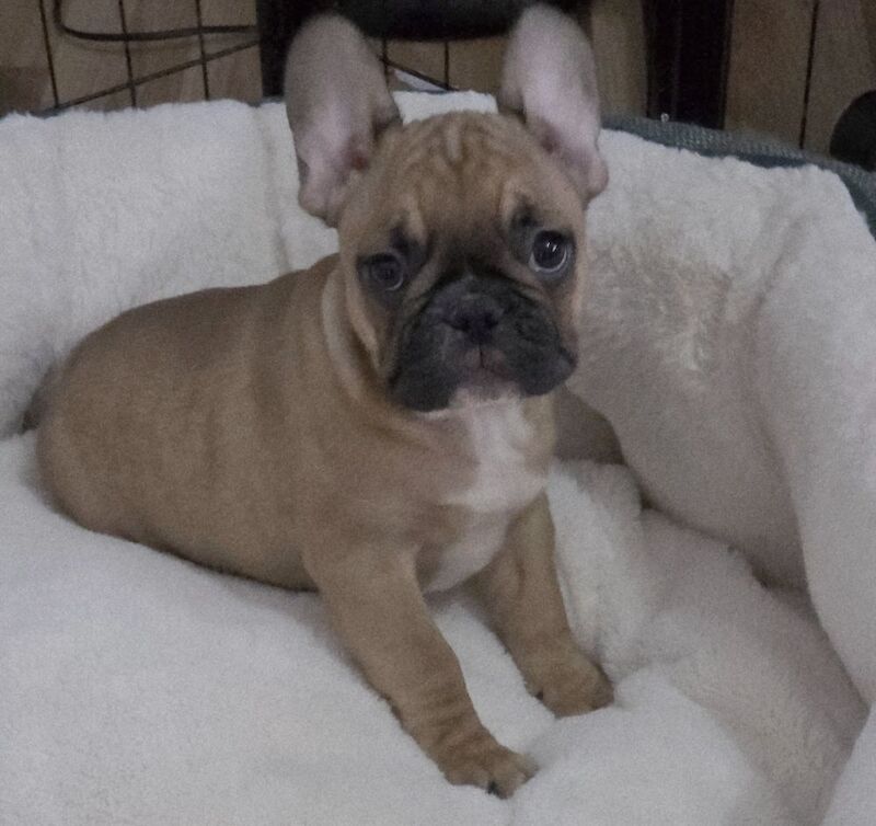 Stunning French bulldogs - Image 13 of 15