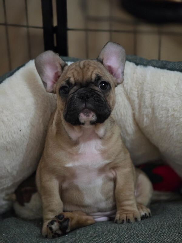Stunning French bulldogs - Image 14 of 15