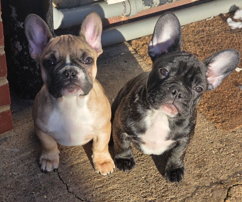 Stunning French bulldogs - Image 15 of 15